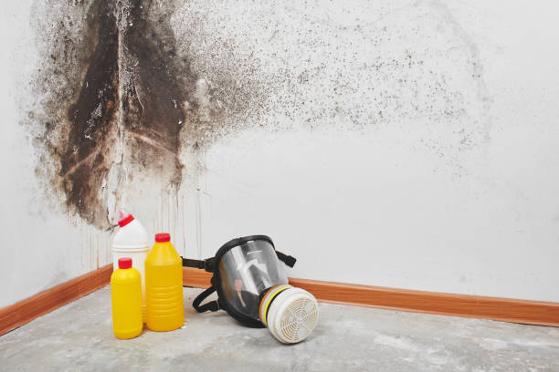 Best HVAC Mold Remediation in Nash, TX