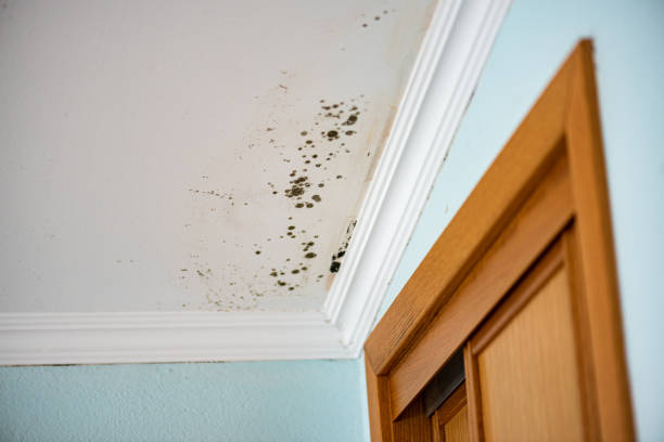 Best Crawl Space Mold Remediation in Nash, TX