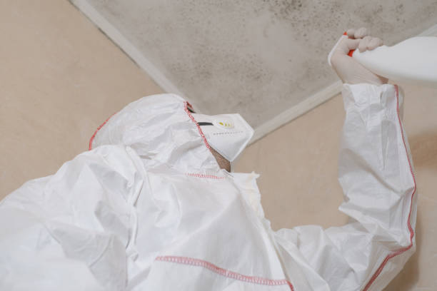 Best Attic Mold Remediation in Nash, TX