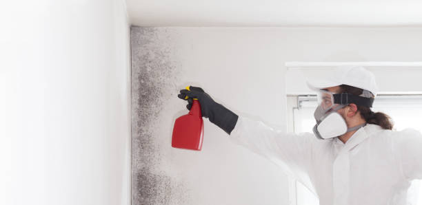 Best Bathroom Mold Remediation in Nash, TX