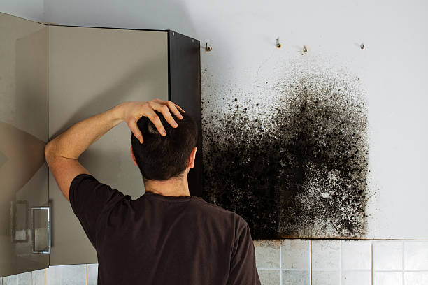 Best Mold Testing and Inspection Services in Nash, TX