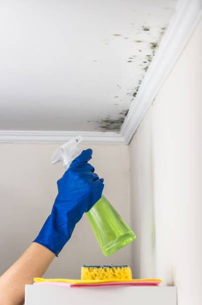 Best Post-Flood Mold Remediation in Nash, TX